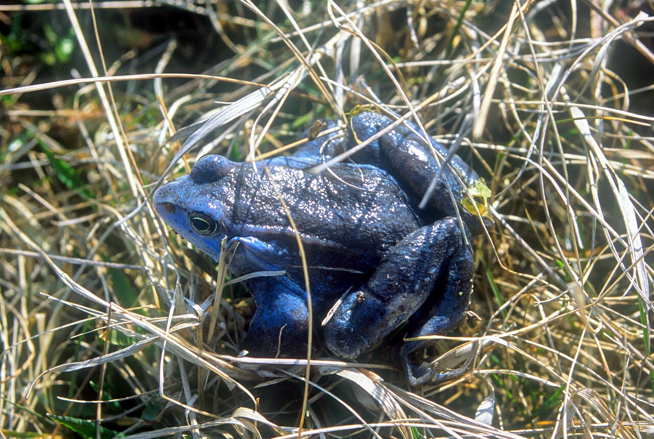 Żaba moczarowa Rana Arvalis - samiec ubarwienie godowe