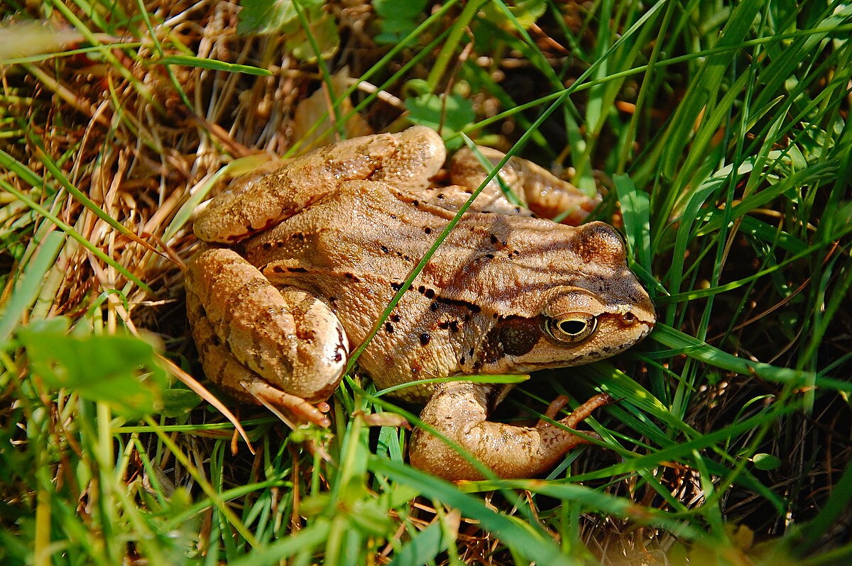 Żaba trawna Rana Temporaria